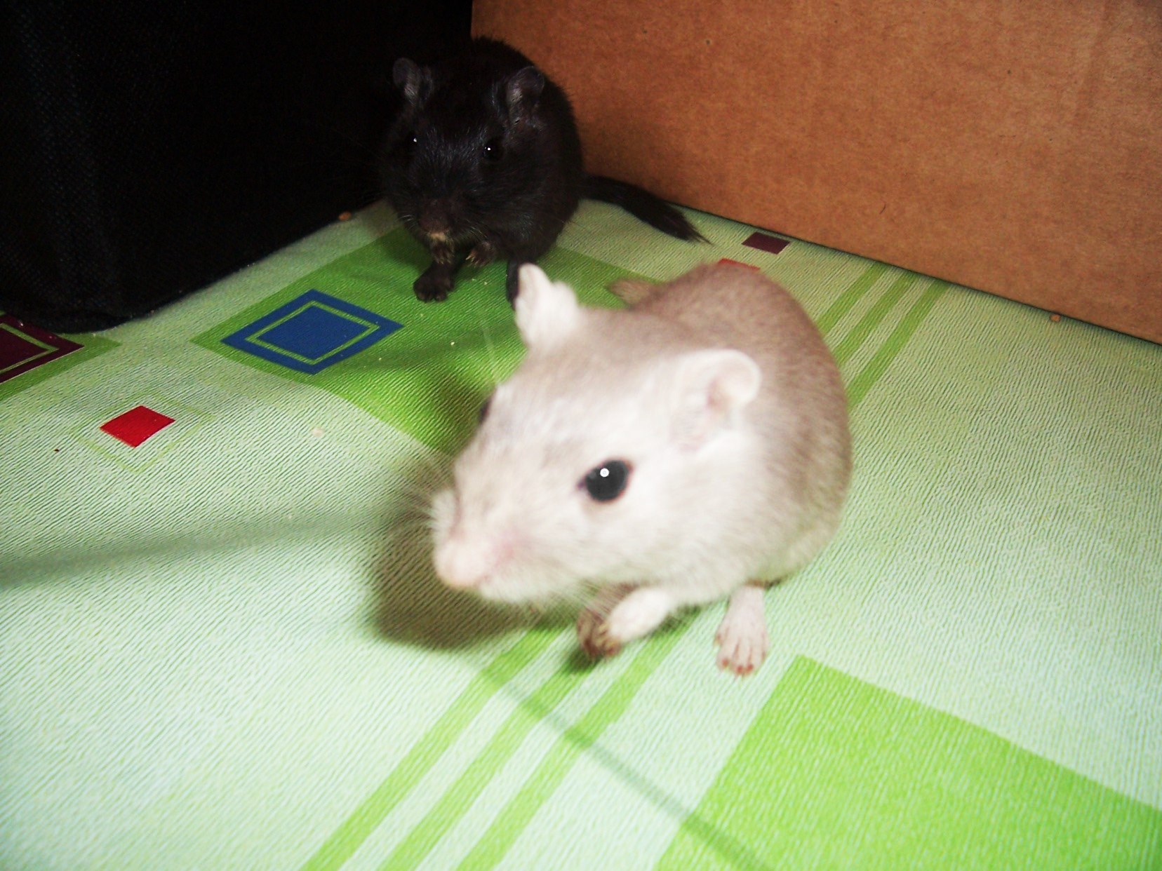 ve výběhu =) 064