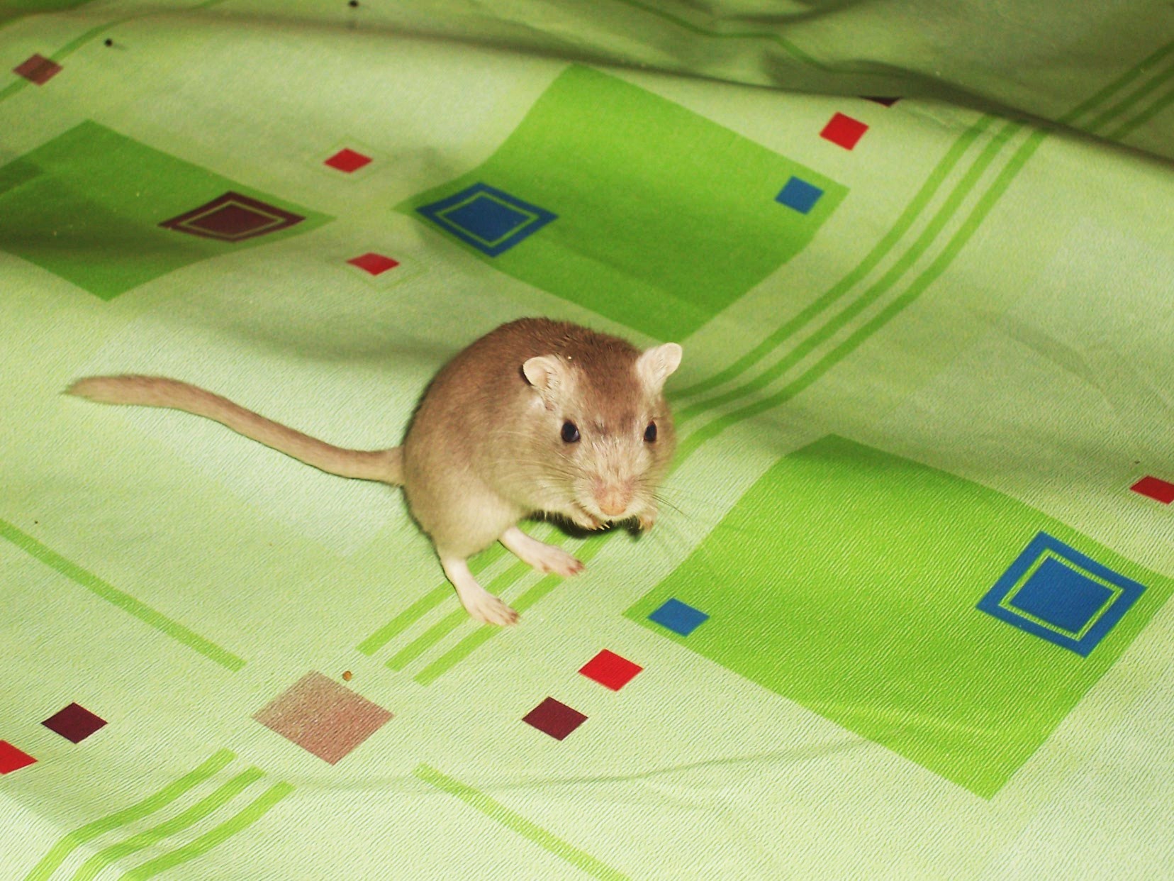 ve výběhu =) 085