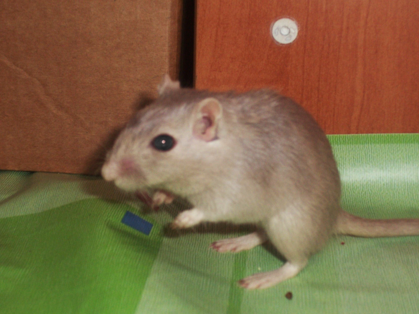 ve výběhu =) 086