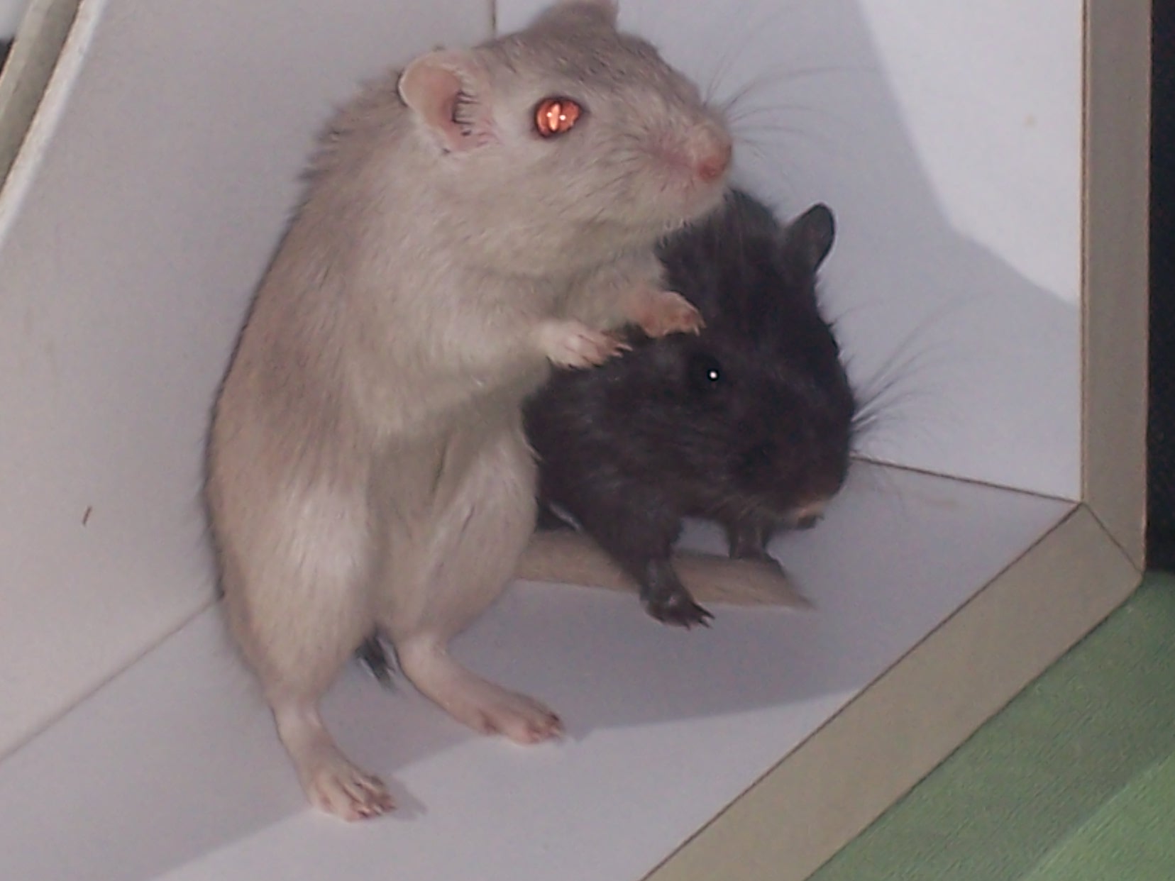 ve výběhu =) 207