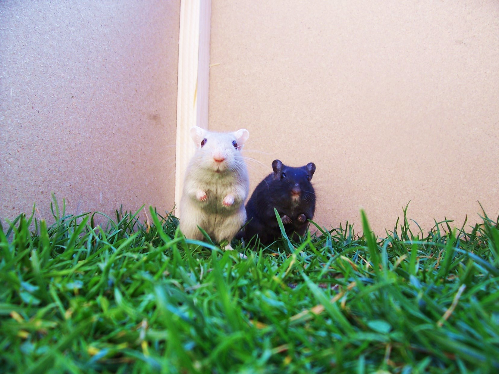 pískáči venku! 104