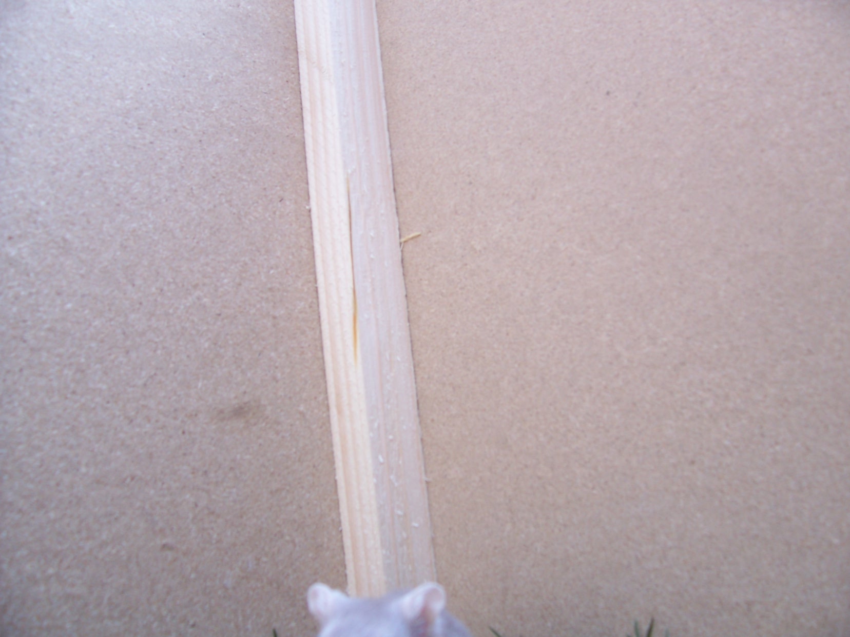 pískáči venku! 200