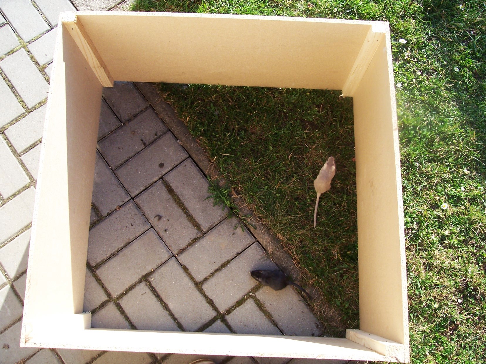 pískáči venku! 207