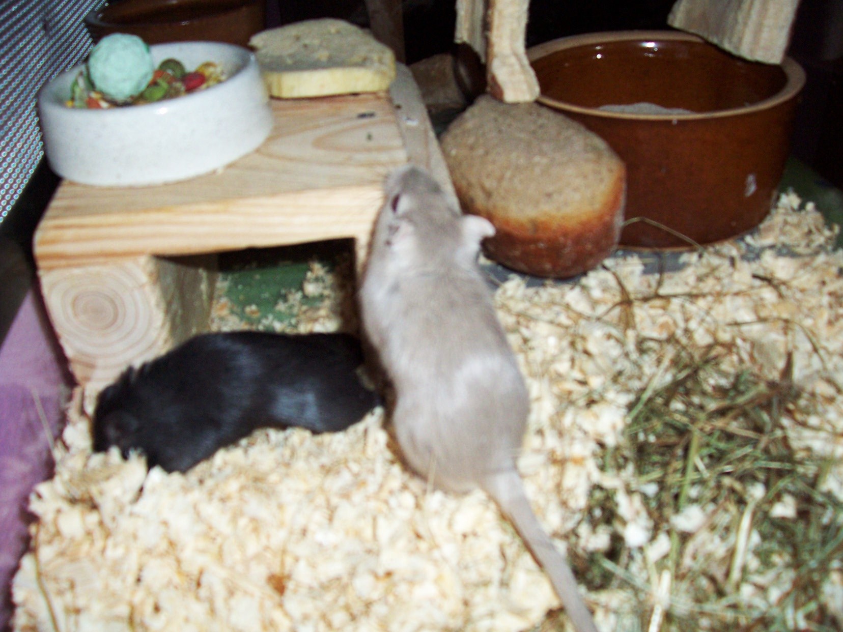 Deysi & Jessica 039